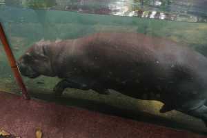 SINGAPORE ZOO (17)